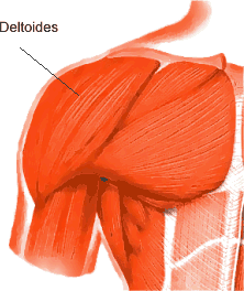músculos deltoides
