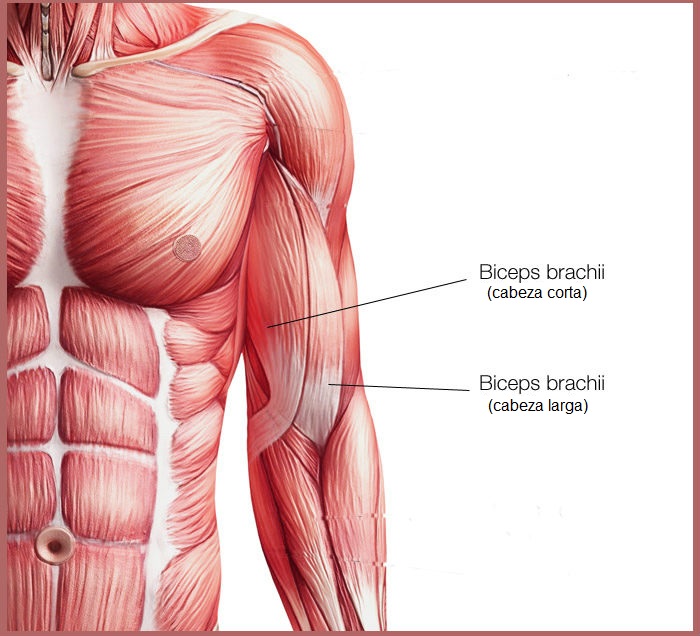 partes del biceps