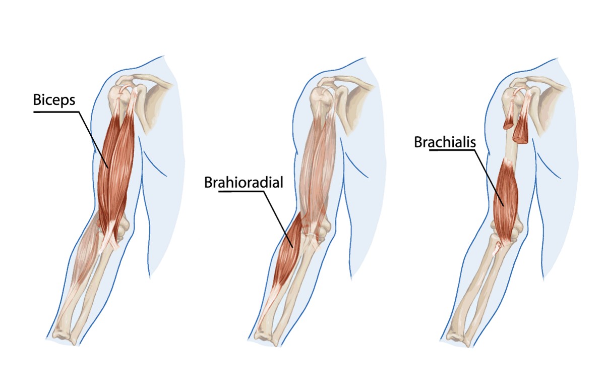 brachialis
