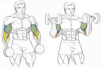 levantando pesas al bíceps